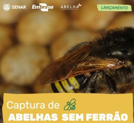 CURSO GRATUITO Captura de abelhas sem ferrão Associação Amovárzeas